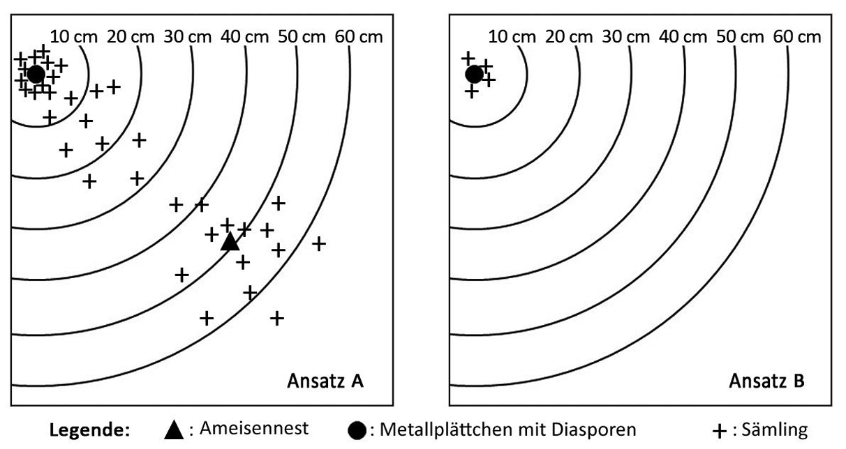 Zwei Diagramme mit konzentrischen 10–60 cm-Ringen; links viele Sämlinge, Ameisennest (Dreieck) und Diasporen (Punkt), rechts nur Diasporen nahe Zentrum.